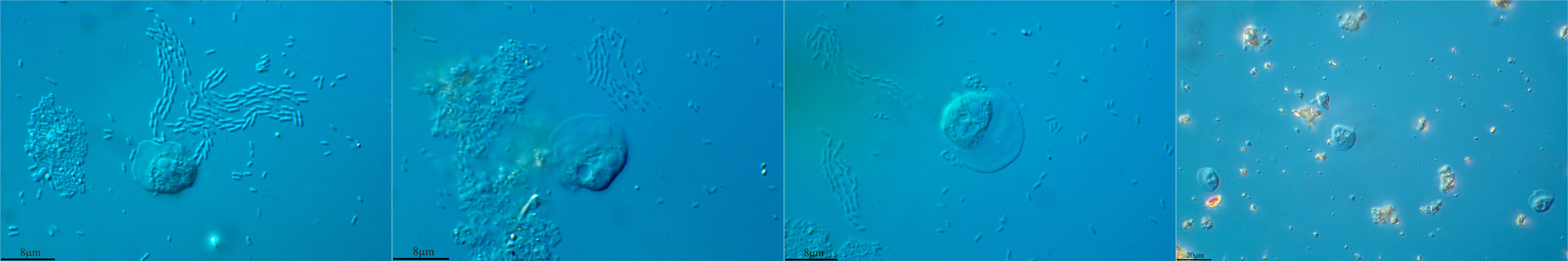 Image of Protist