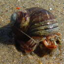 Image of Long-Clawed Hermit Crab