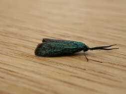 Image of Forester Moth