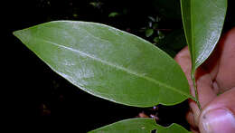 Image of Agonandra silvatica Ducke