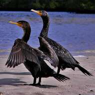 Image of Double-crested Cormorant