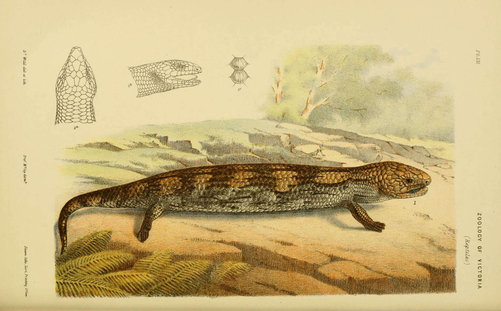 Image of Blue-tongued Skinks