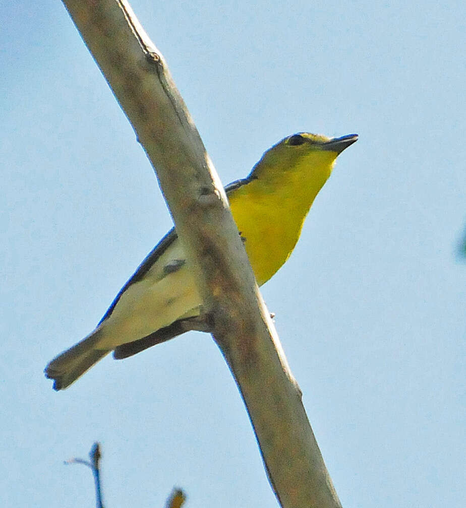 Image of Vireo Vieillot 1808