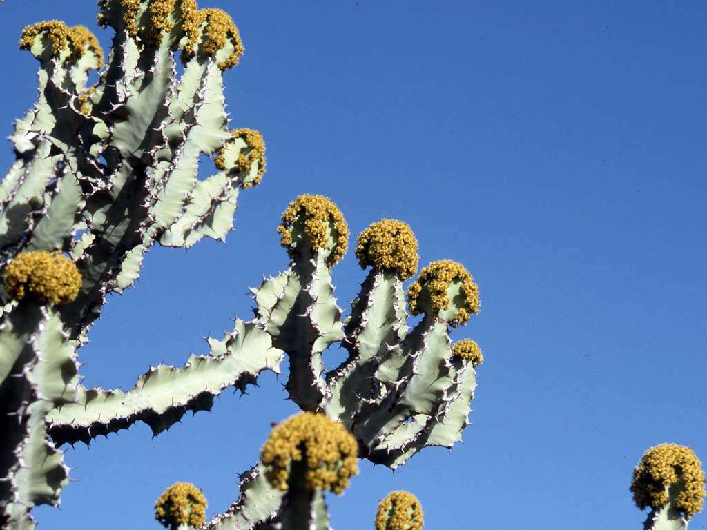 Imagem de Euphorbia bussei Pax