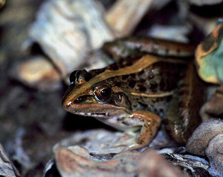 Image of Mascarene Grass Frog