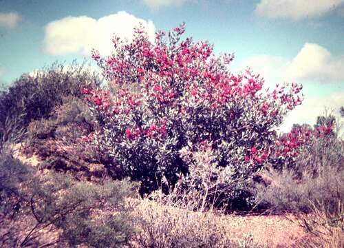 Image of Grevillea decora subsp. decora