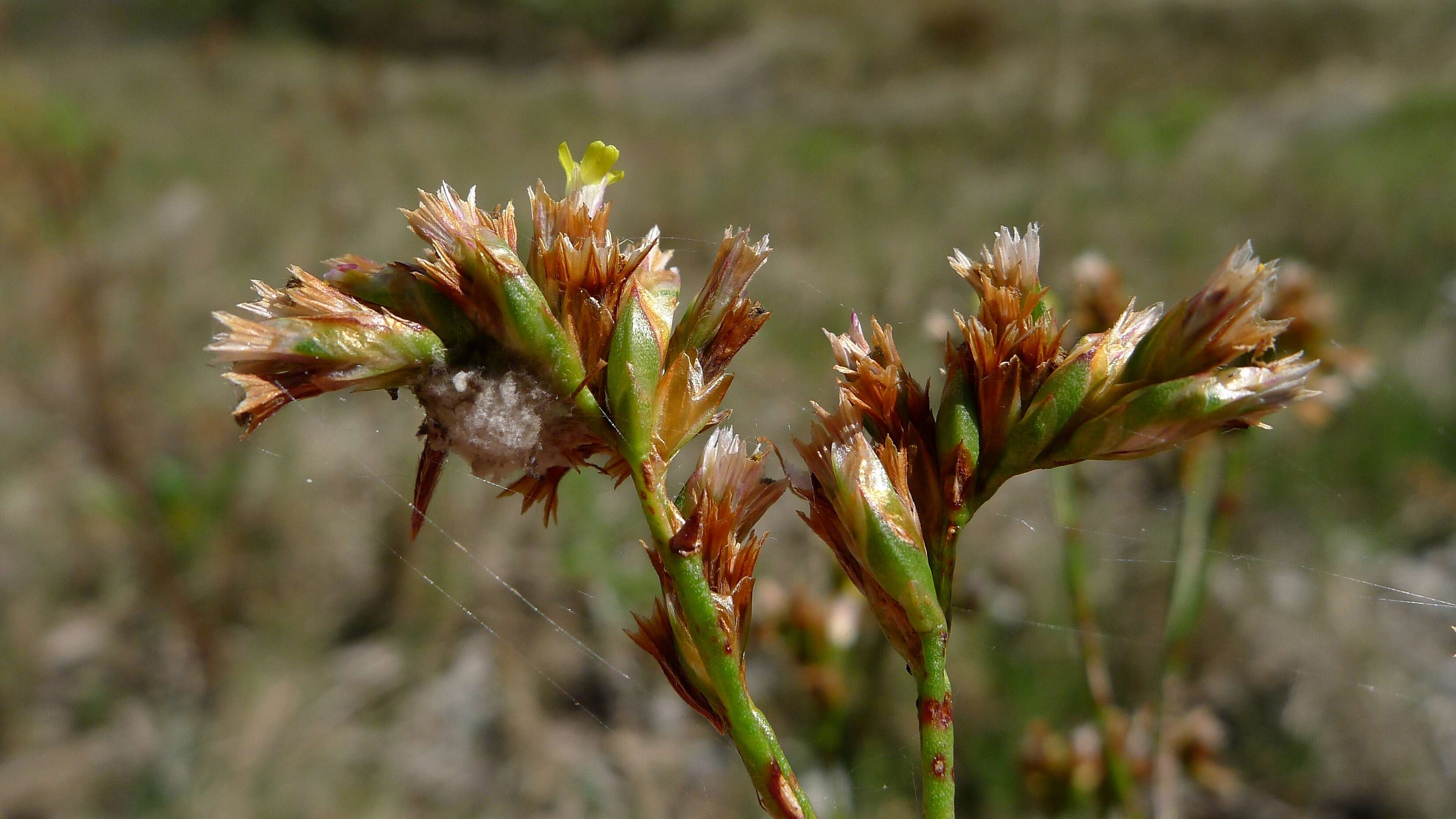 Image of Limonium australe (R. Br.) Kuntze