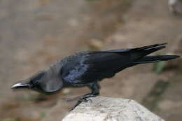 Image of House Crow