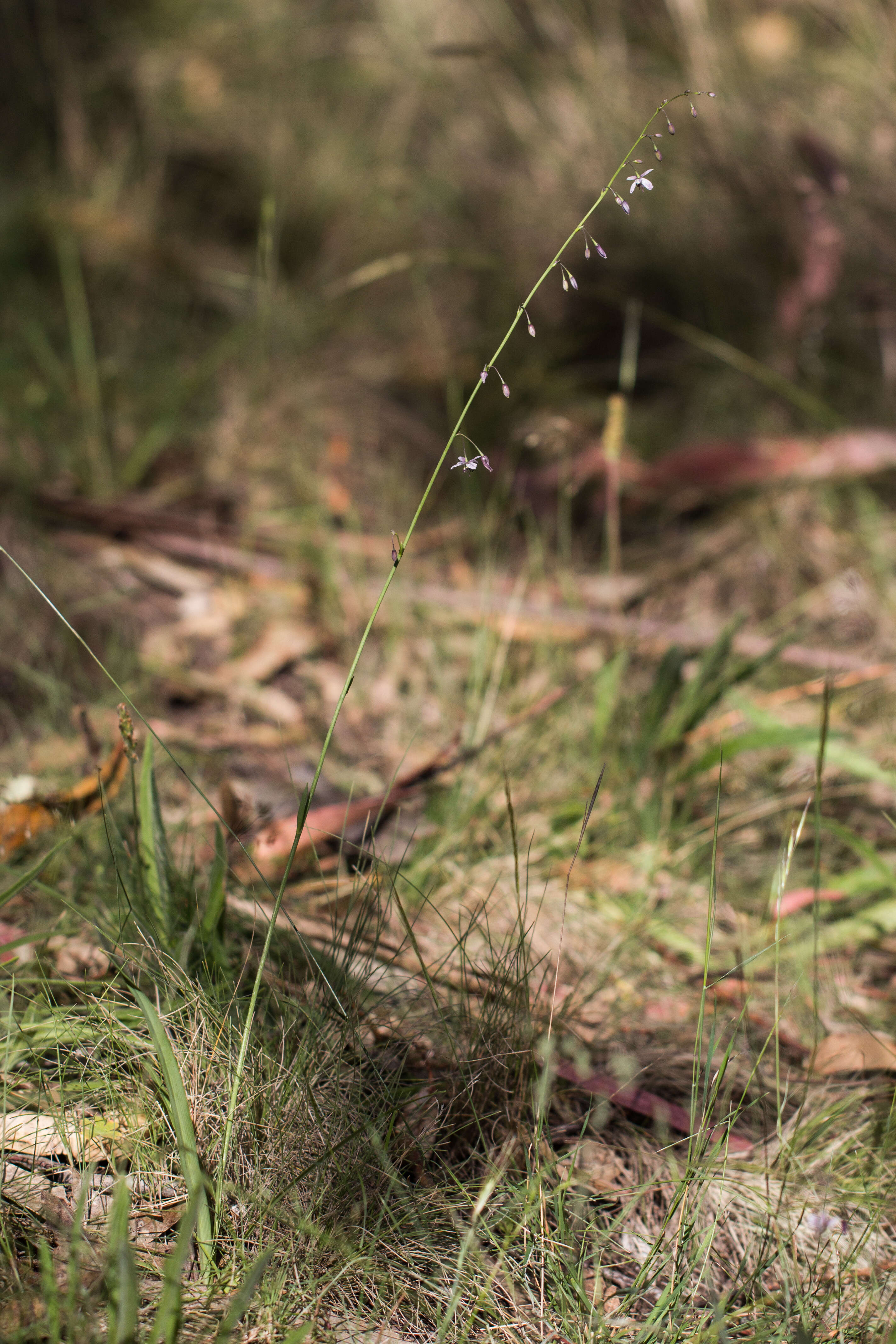 Image of rock lily