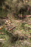 Image of Arthropodium milleflorum (Redouté) J. F. Macbr.