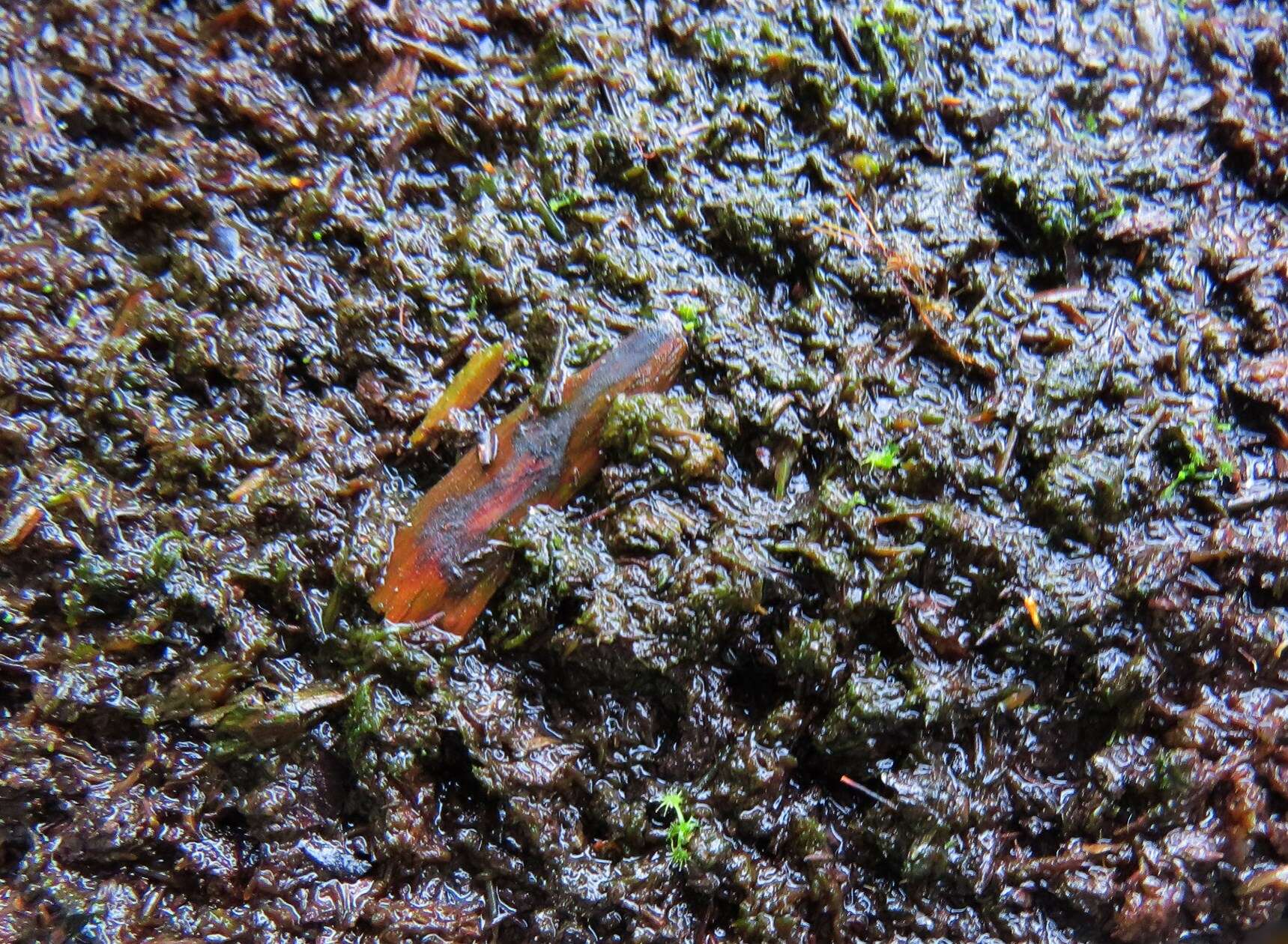 صورة Drosera anglica Huds.