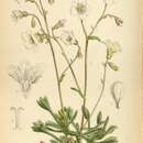 Image of Saxifraga maweana Baker