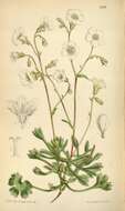 Image of Saxifraga maweana Baker