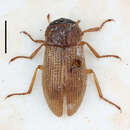 Helophorus (Rhopalohelophorus) laticollis Thomson & C. G. 1853 resmi