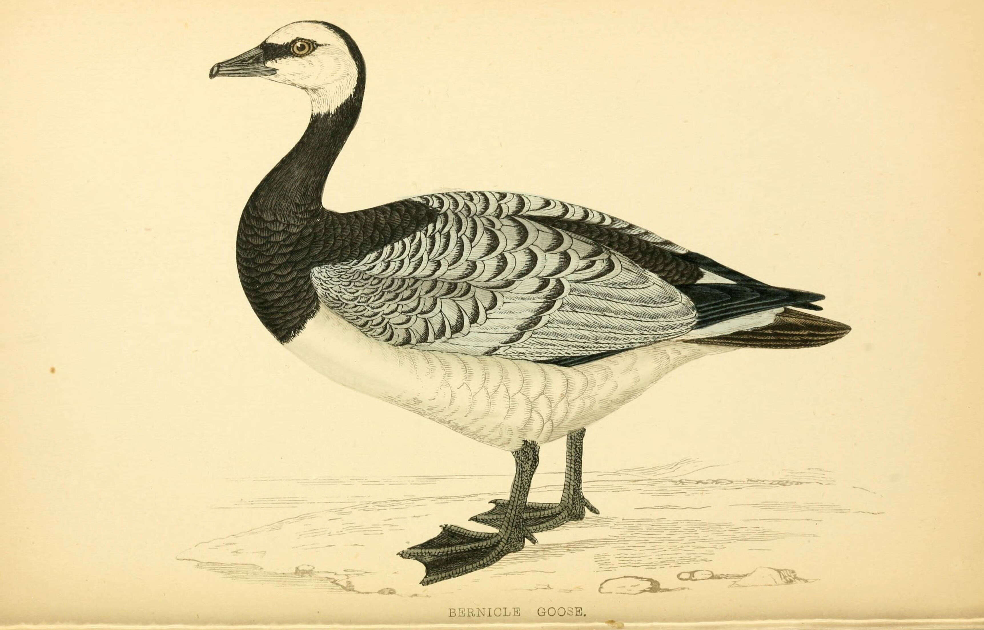 Image of Hawaiian goose