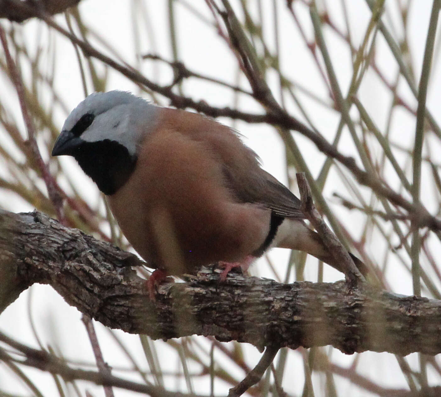 Image of Black-throated Finch