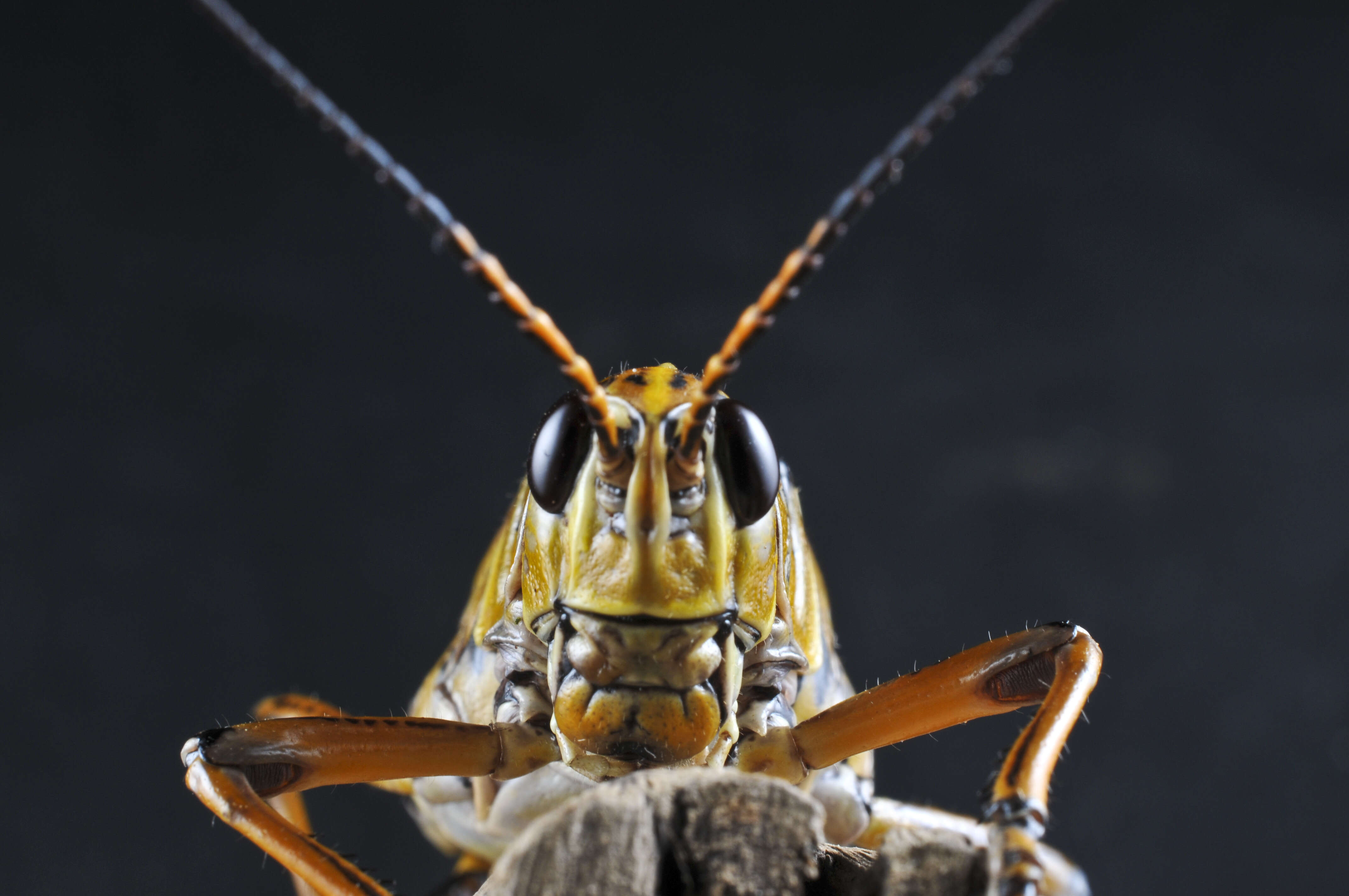 Image of lubber grasshoppers