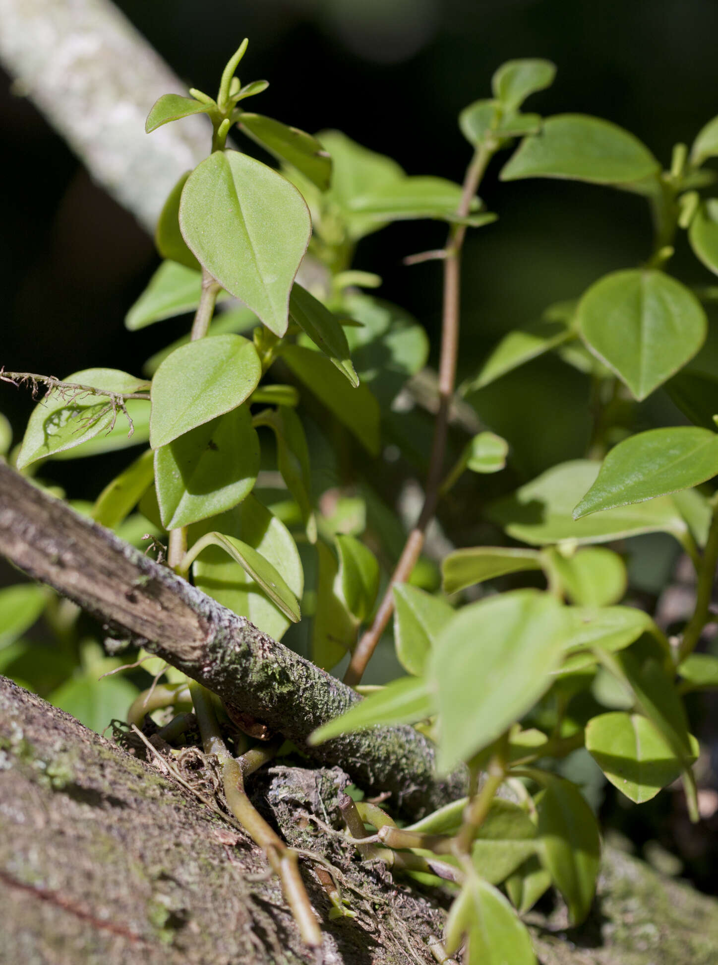 Image of Piperaceae