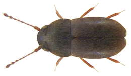 Image of featherwing beetles