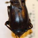 صورة Nicrophorus (Nicrophorus) tenuipes (Lewis 1887)