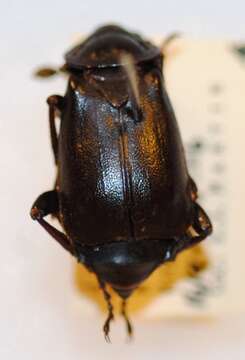 Image of Nicrophorus (Nicrophorus) tenuipes (Lewis 1887)