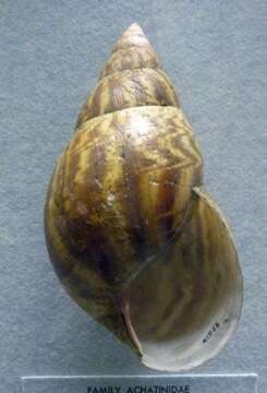 Image of giant Ghana tiger snail