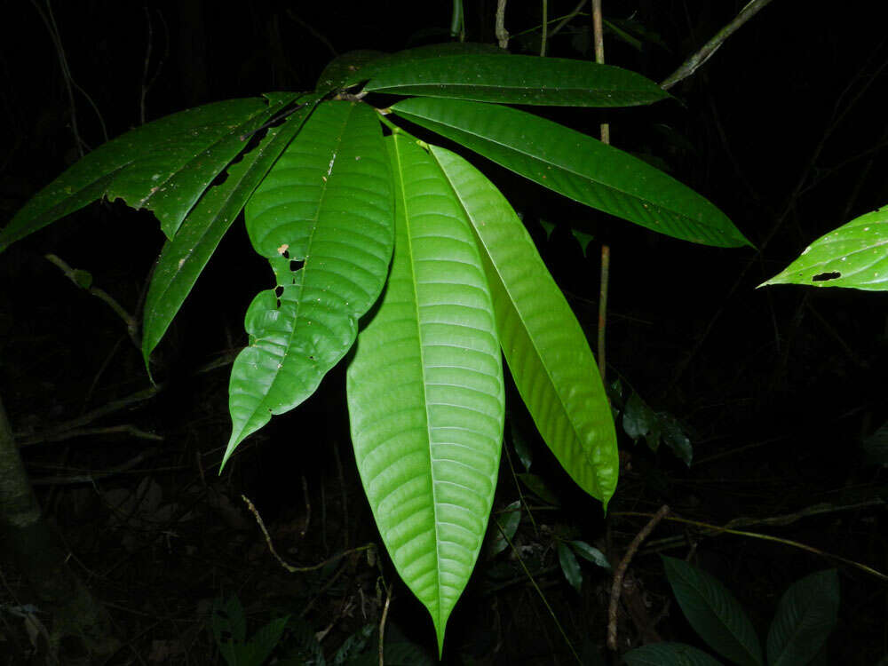 Image of cow tree