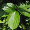 Image of white Kauai rosemallow