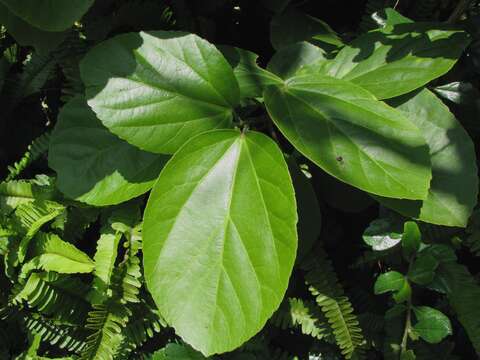 Image of white Kauai rosemallow