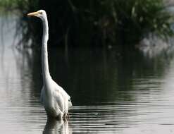 Image of Ardea Linnaeus 1758