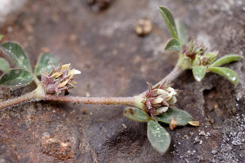 Plancia ëd Trifolium scabrum L.