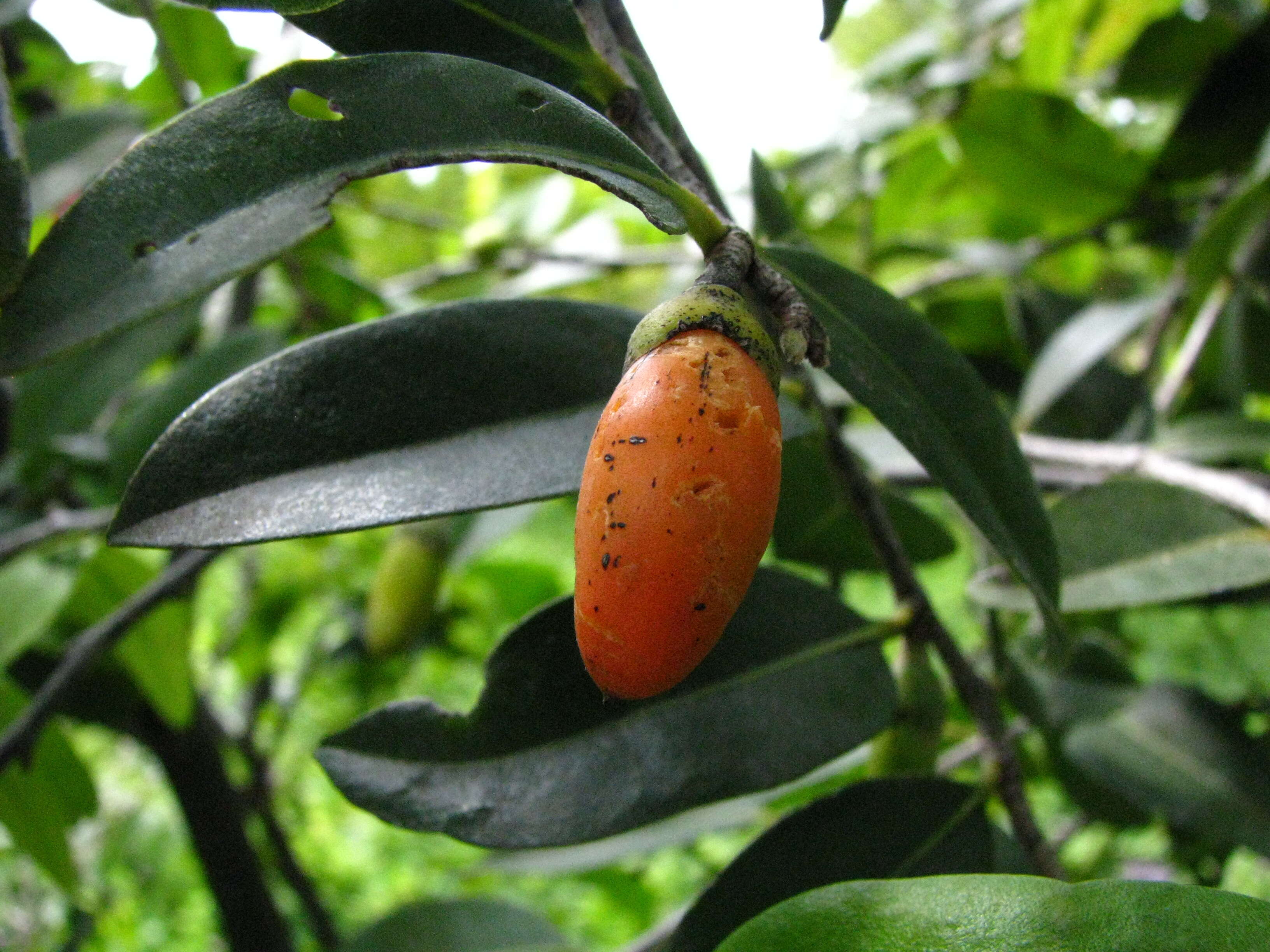 Imagem de Diospyros sandwicensis (A. DC.) Fosberg