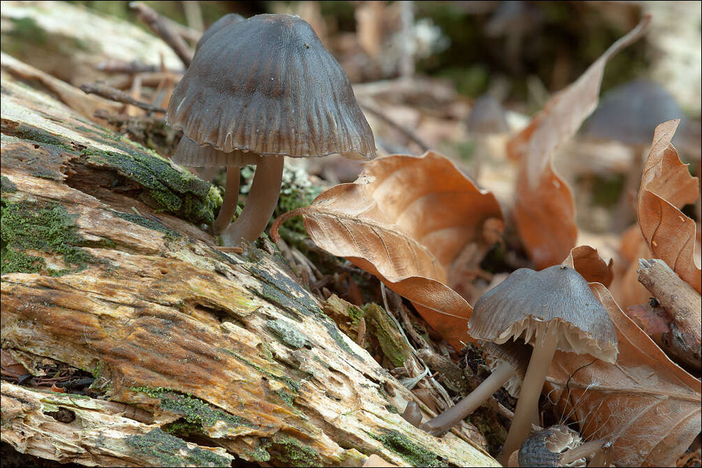 Image of Stump fairy helmet