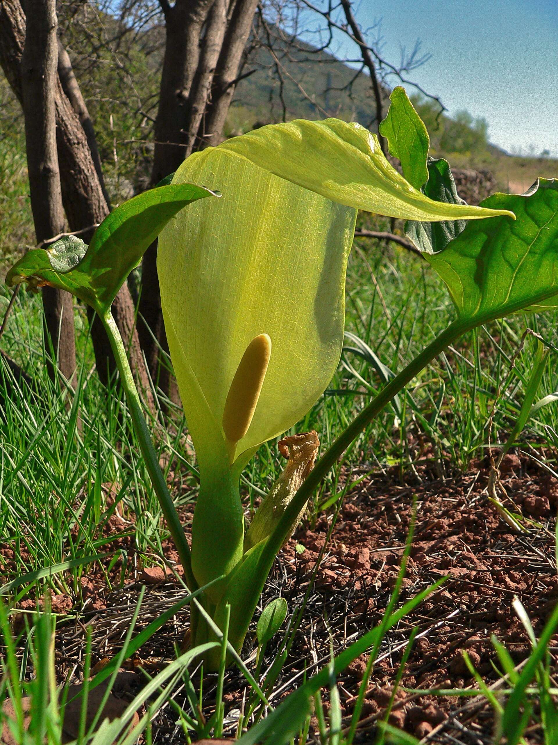 Image of Arum Lilies