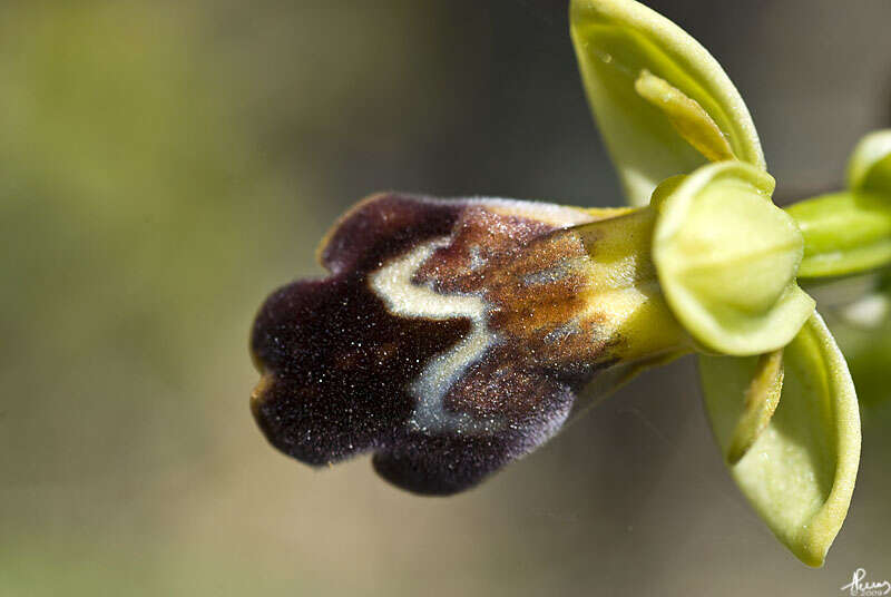 Image of ophrys