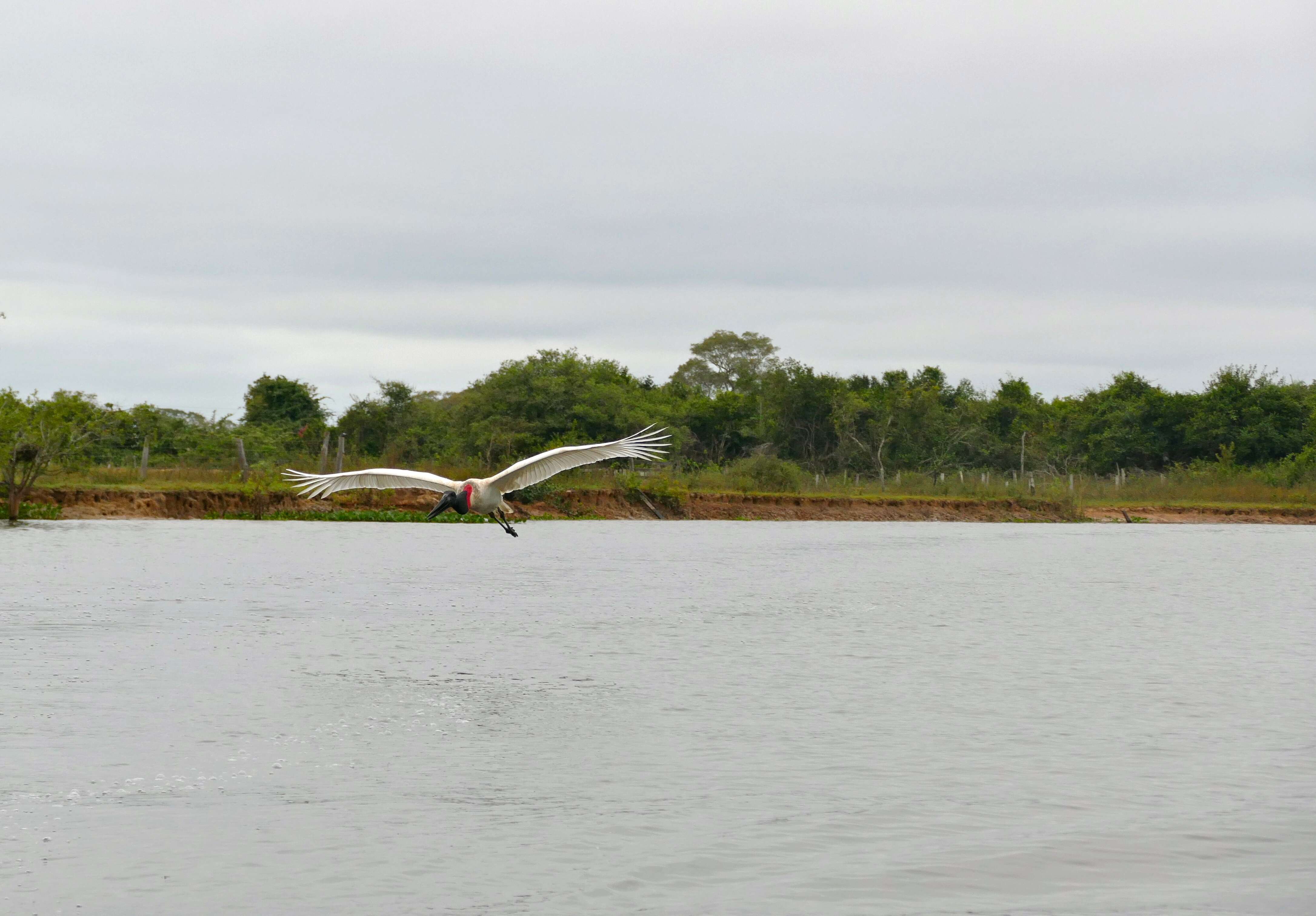 Image of Jabiru Hellmayr 1906