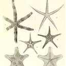 Image of Luidia hexactis H. L. Clark 1938