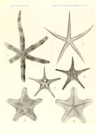 Sivun Luidia hexactis H. L. Clark 1938 kuva