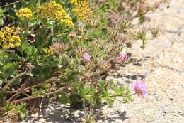 Image of rose scented geranium