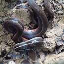 Image of Boulenger's Centipede Snake
