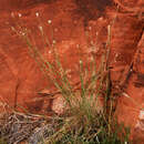 Imagem de Bothriochloa springfieldii (Gould) Parodi