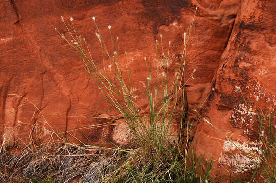 Image of beardgrass