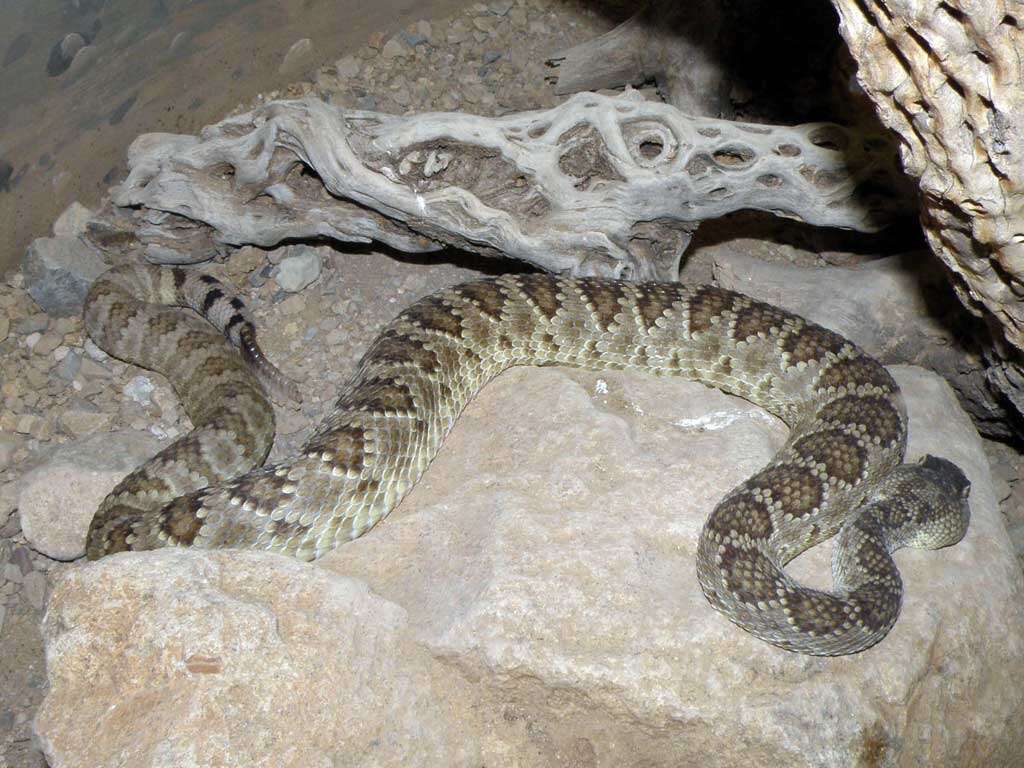 Image of Mohave Rattlesnake