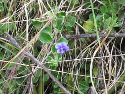 Image of Viola eminii (Engl.) Fries