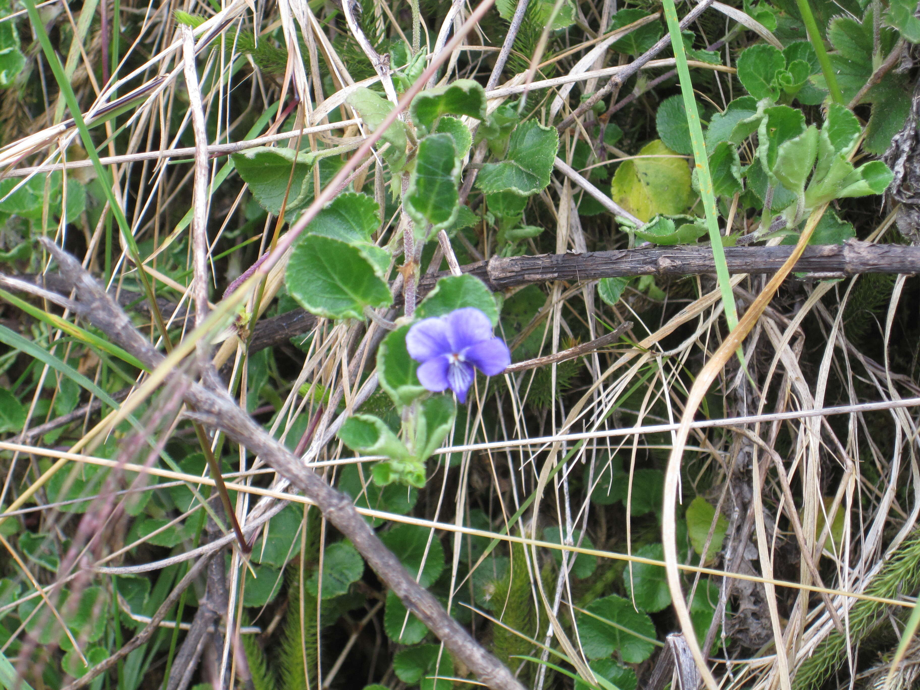 Image of Viola eminii (Engl.) Fries