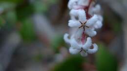 Слика од Leucopogon amplexicaulis (Rudge) R. Br.