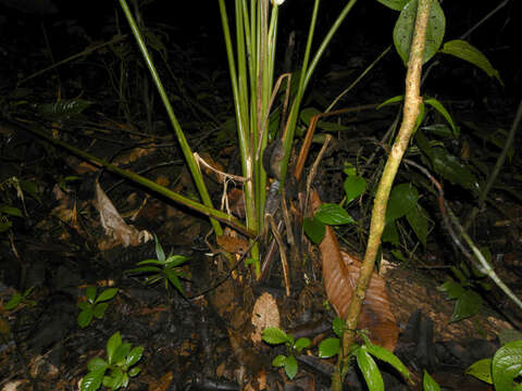 Image of Calathea platystachya Standl. & L. O. Williams