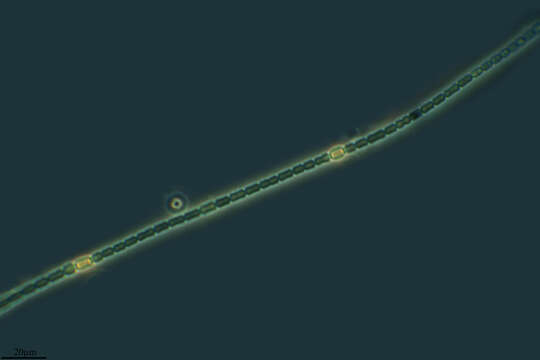 Image of Anabaena cylindrica