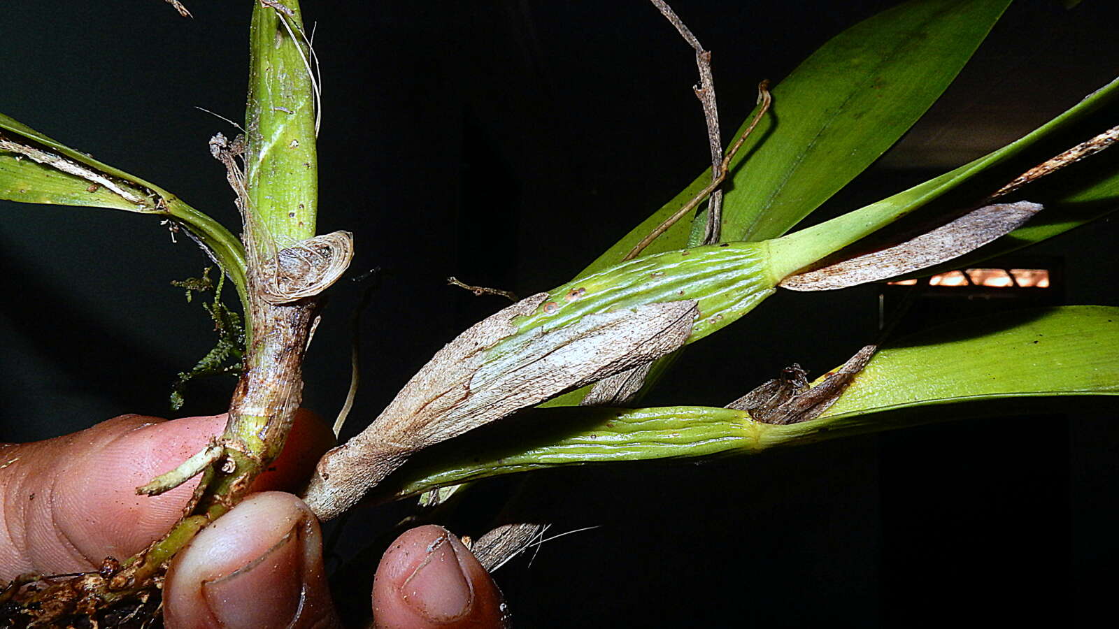 Image of appendage orchid