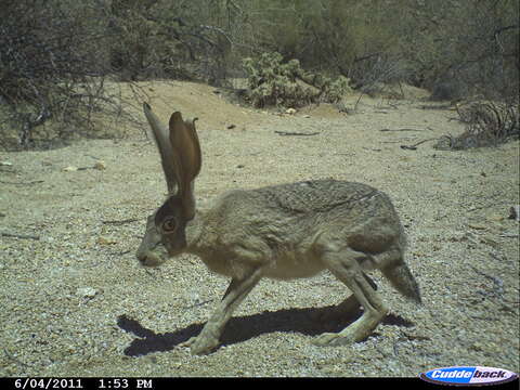 Image of Antelope Jackrabbit